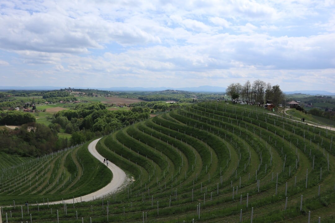 Vineyard rows on a Croatian hillside at sunset